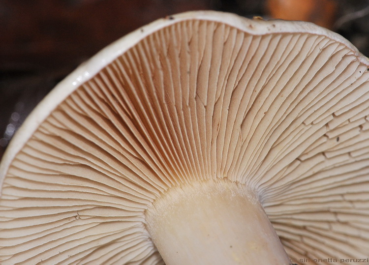 Escursione del tardo autunno nelle colline chiantigiane